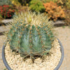 Blue Barrel Cactus - Ferocactus glaucescens