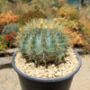 Blue Barrel Cactus - Ferocactus glaucescens