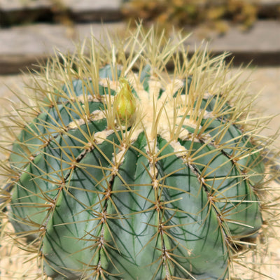 Blue Barrel Cactus - Ferocactus glaucescens