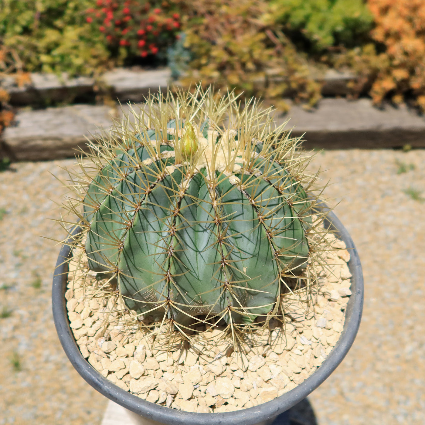 Niebieski kaktus beczkowy FerocactusNiebieski kaktus beczkowy Ferocactus  