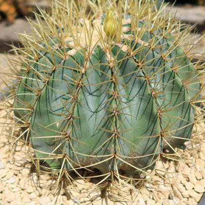 Blue Barrel Cactus - Ferocactus glaucescens