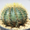 Blue Barrel Cactus - Ferocactus glaucescens