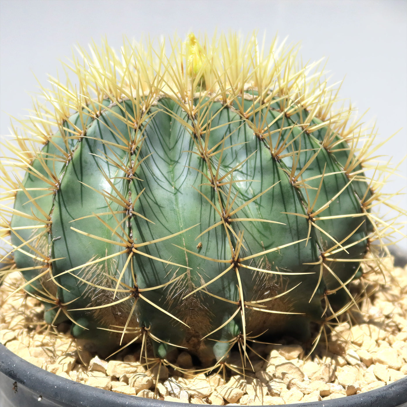 Blue Barrel Cactus - Ferocactus glaucescens