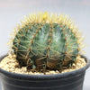 Blue Barrel Cactus - Ferocactus glaucescens