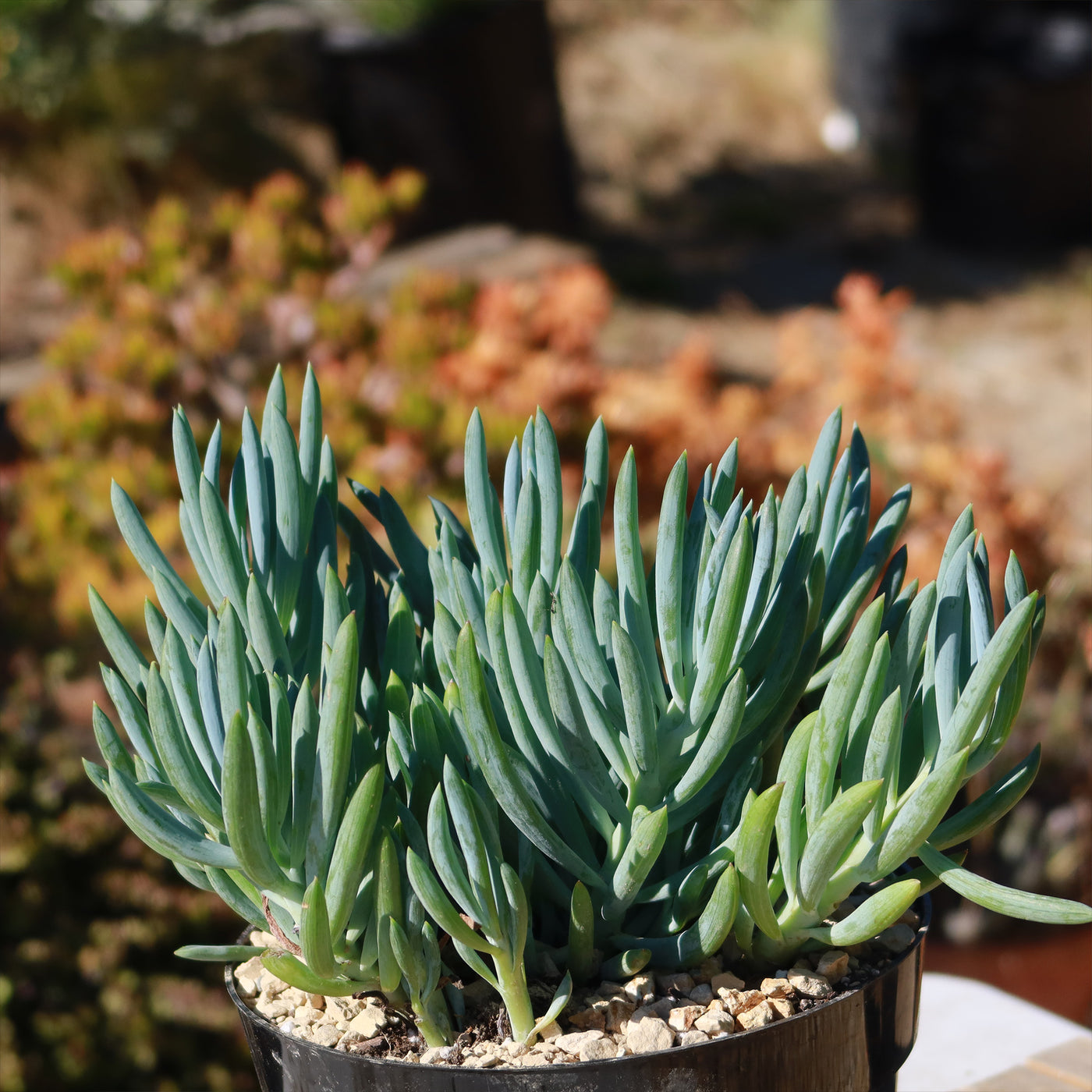 blue chalk sticks succulent care Blue Chalk Sticks 'Senecio mandraliscae'