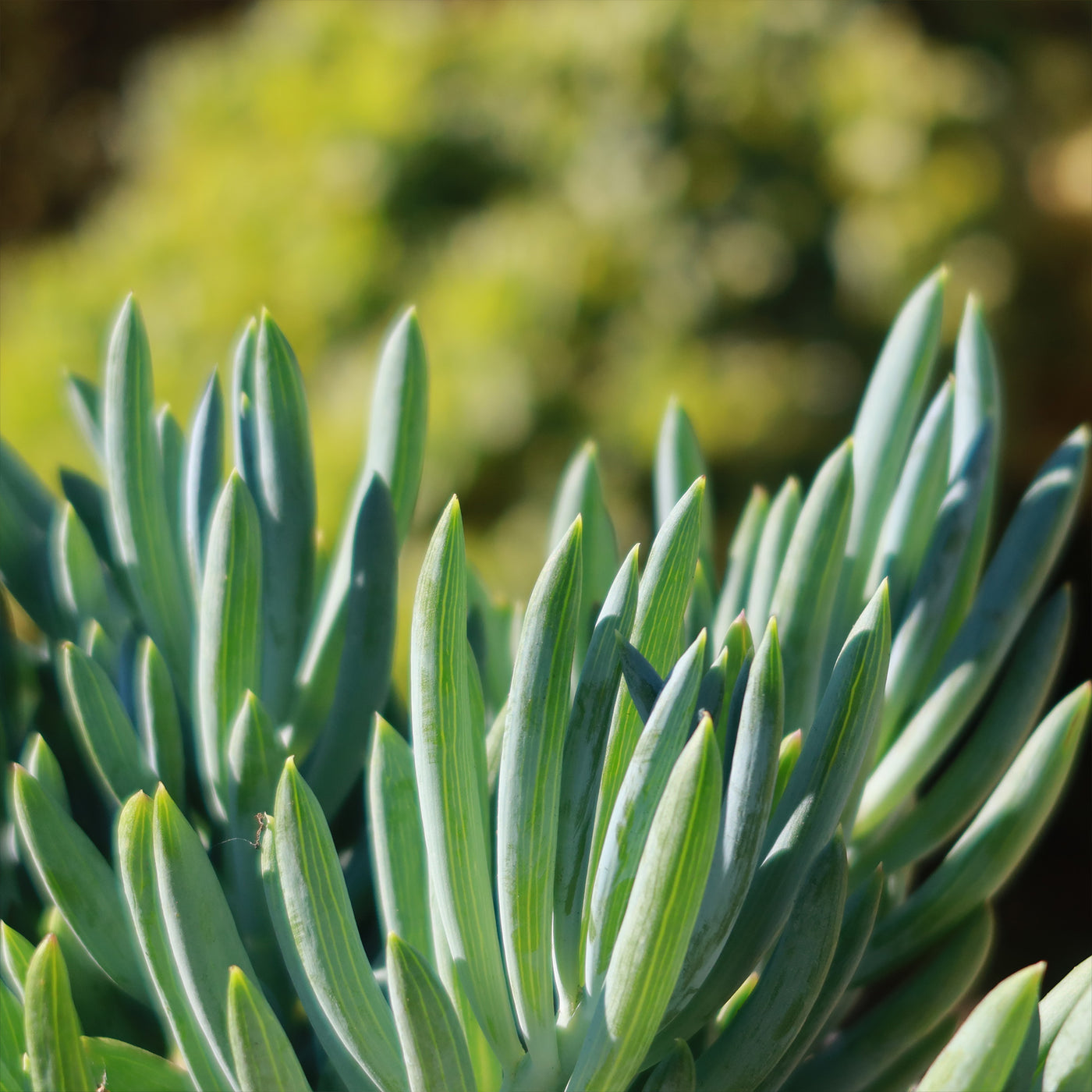 senecio verde fingers succulent plant Shop 'Blue Chalk Sticks - Senecio mandraliscae' Care and Info