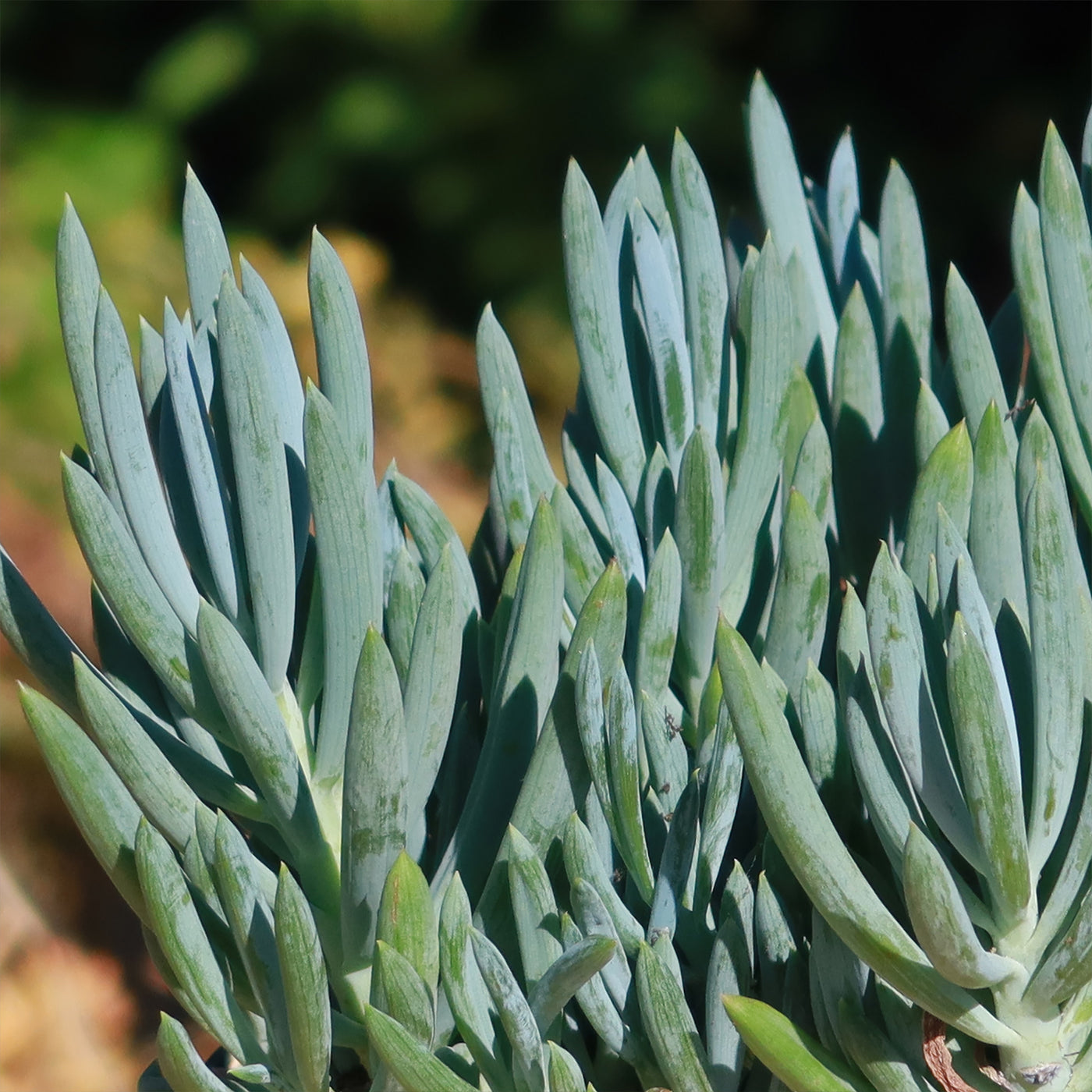 blue chalk succulent Shop 'Blue Chalk Sticks - Senecio mandraliscae' Care and Info