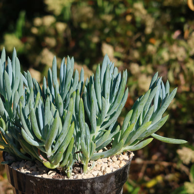 chalk plant succulent Shop 'Blue Chalk Sticks - Senecio mandraliscae' Care and Info