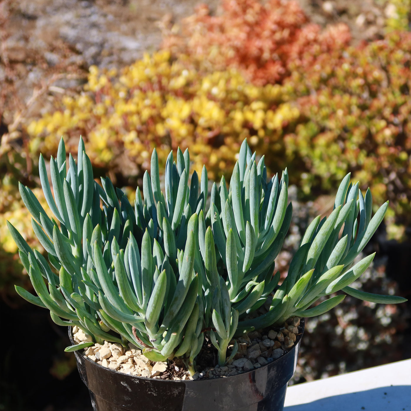 peppermint stick succulent Shop 'Blue Chalk Sticks - Senecio mandraliscae' Care and Info
