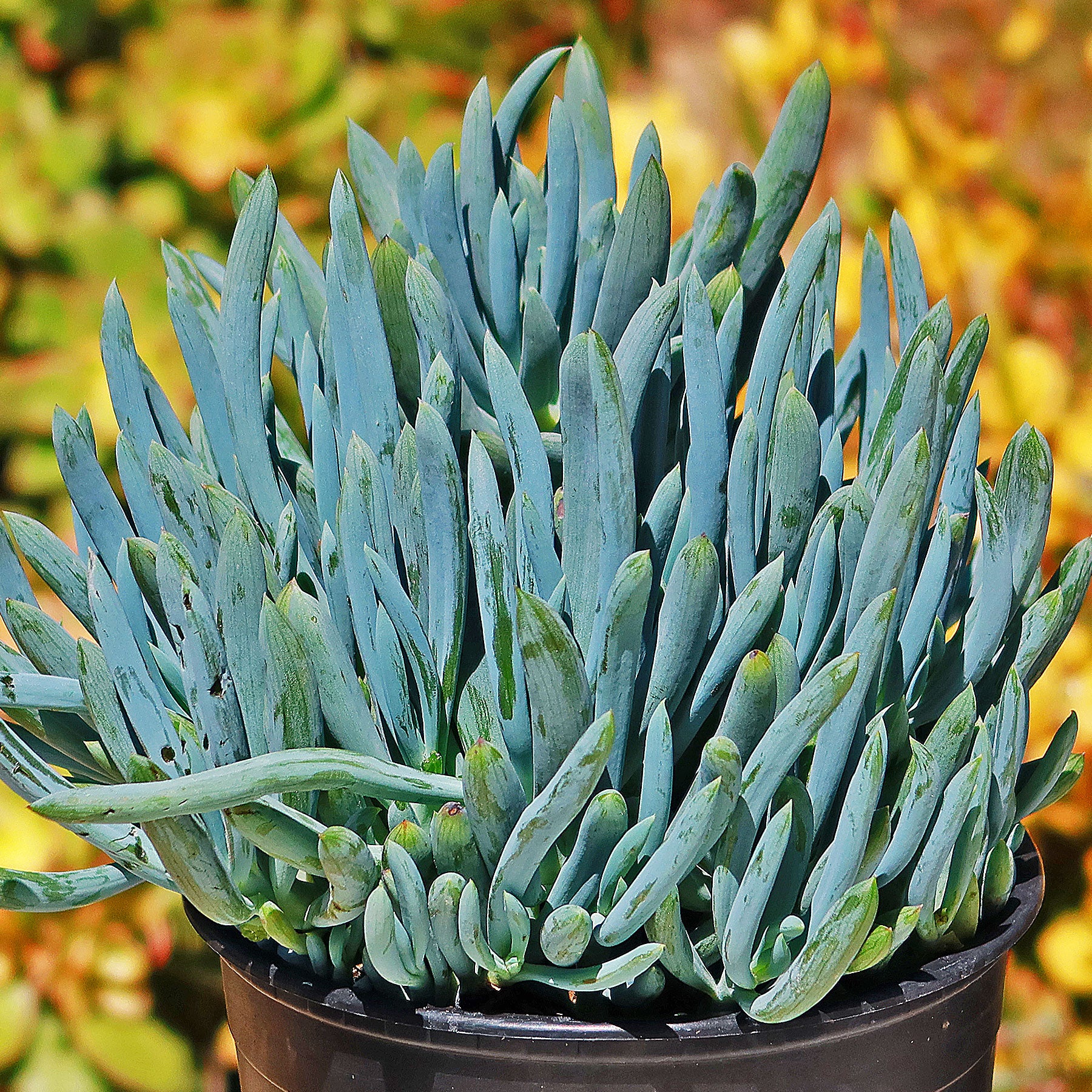 Shop 'Blue Chalk Sticks - Senecio mandraliscae' Care and Info | Planet ...