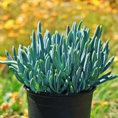 blue finger succulent Shop 'Blue Chalk Sticks - Senecio mandraliscae' Care and Info