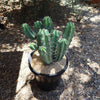 Blue Myrtle Cactus - Myrtillocactus geometrizans