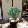 Blue Myrtle Cactus - Myrtillocactus geometrizans