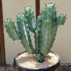 Blue Myrtle Cactus - Myrtillocactus geometrizans