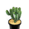 Blue Myrtle Cactus - Myrtillocactus geometrizans