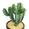 Blue Myrtle Cactus - Myrtillocactus geometrizans