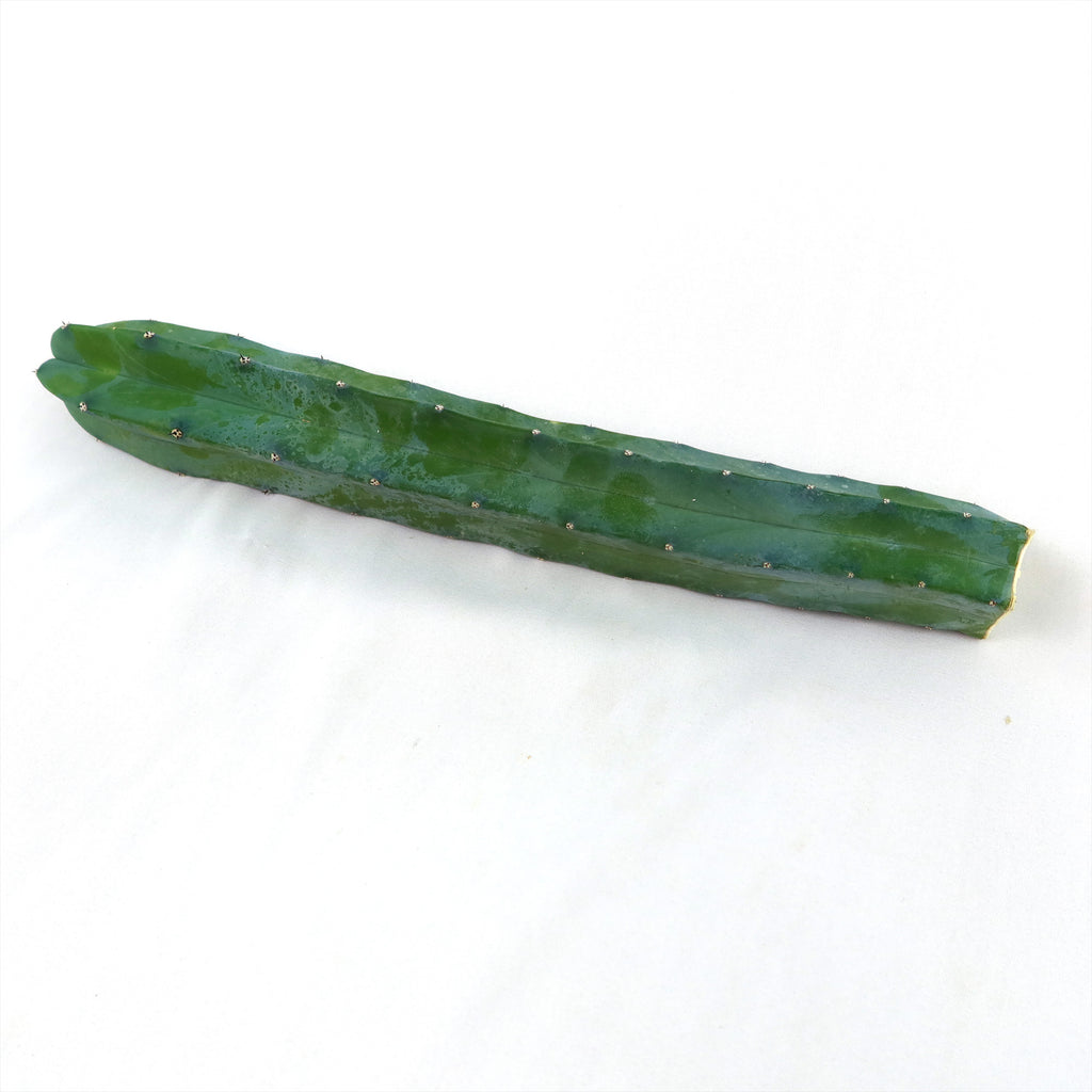 Myrtillocactus geometrizans Cutting