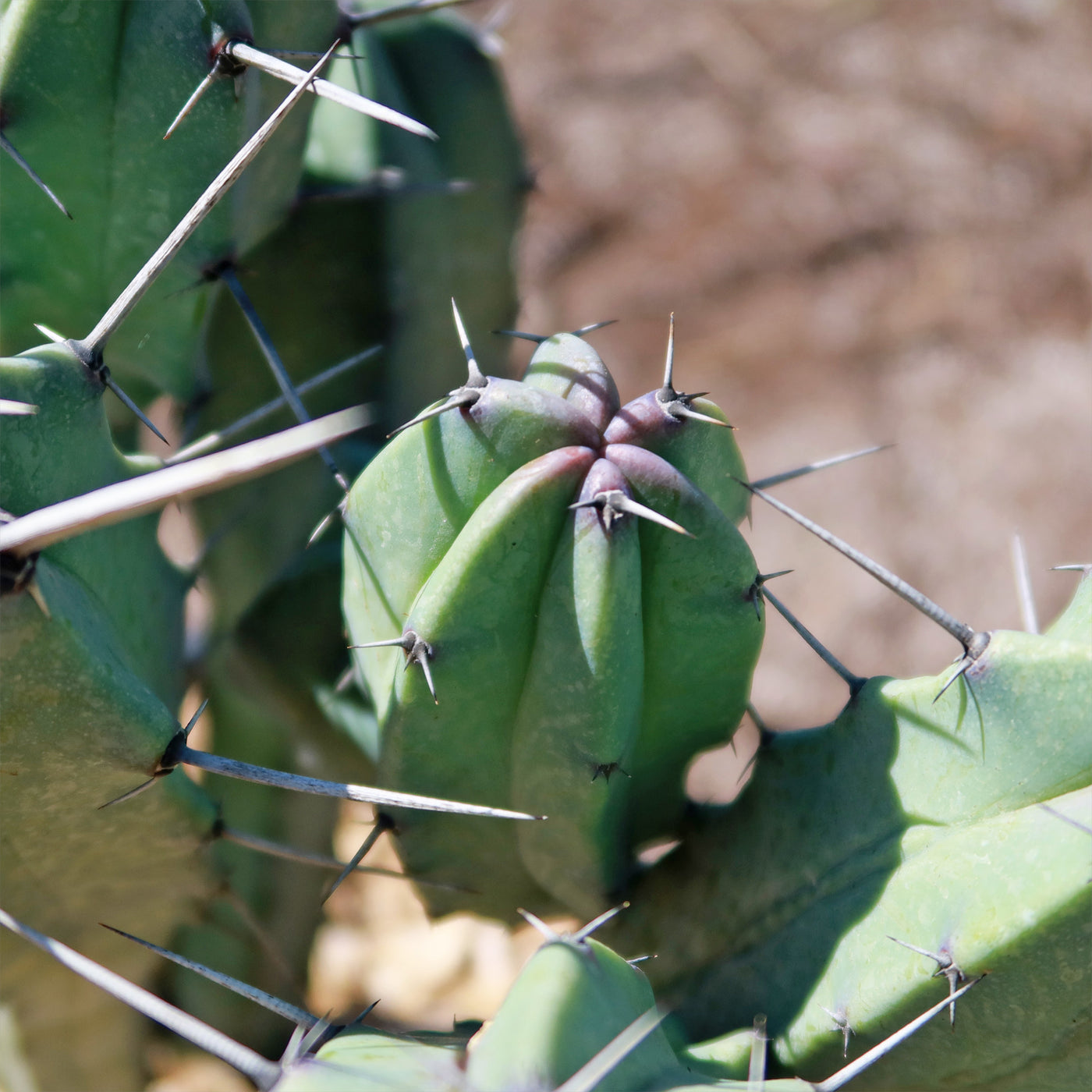 Blue Myrtle Cactus - Myrtillocactus geometrizans