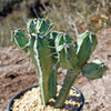 Blue Myrtle Cactus - Myrtillocactus geometrizans