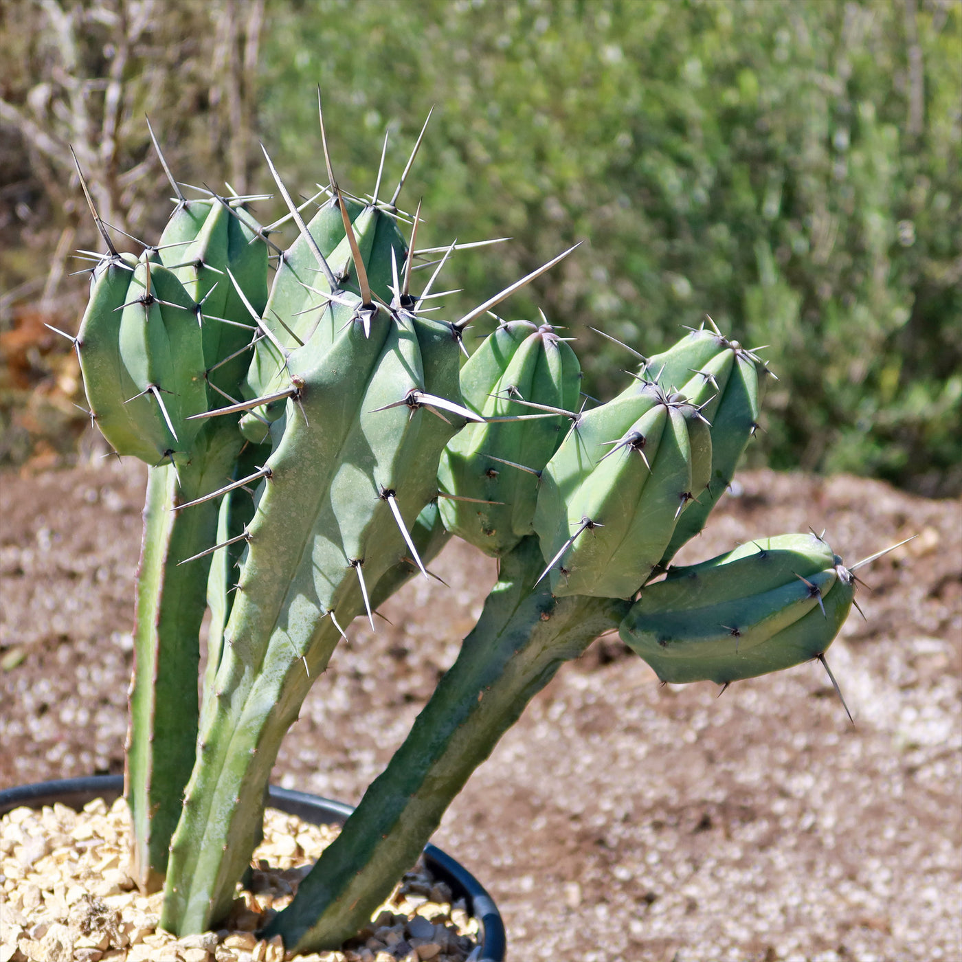 Blue Myrtle Cactus - Myrtillocactus geometrizans