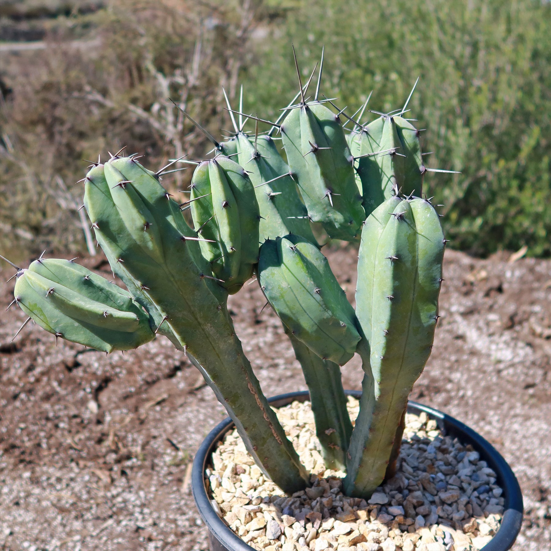 Close-up of Blue Myrtle Cactus