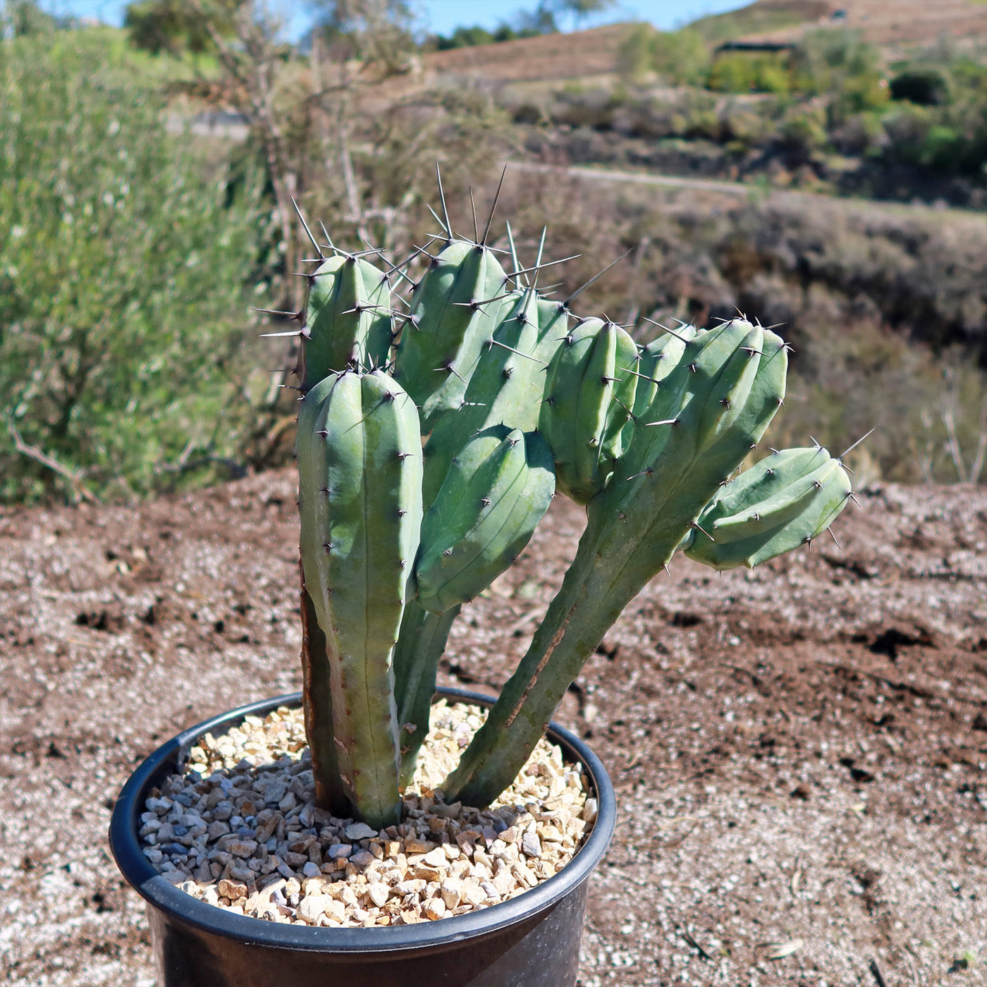 Blue Myrtle Cactus - Myrtillocactus geometrizans