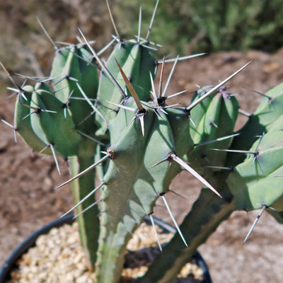 Blue Myrtle Cactus - Myrtillocactus geometrizans