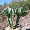 Blue Myrtle Cactus - Myrtillocactus geometrizans