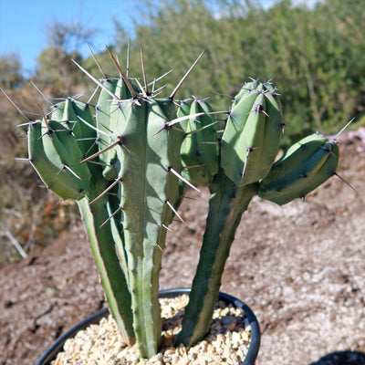 Blue Myrtle Cactus - Myrtillocactus geometrizans