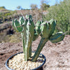 Blue Myrtle Cactus - Myrtillocactus geometrizans