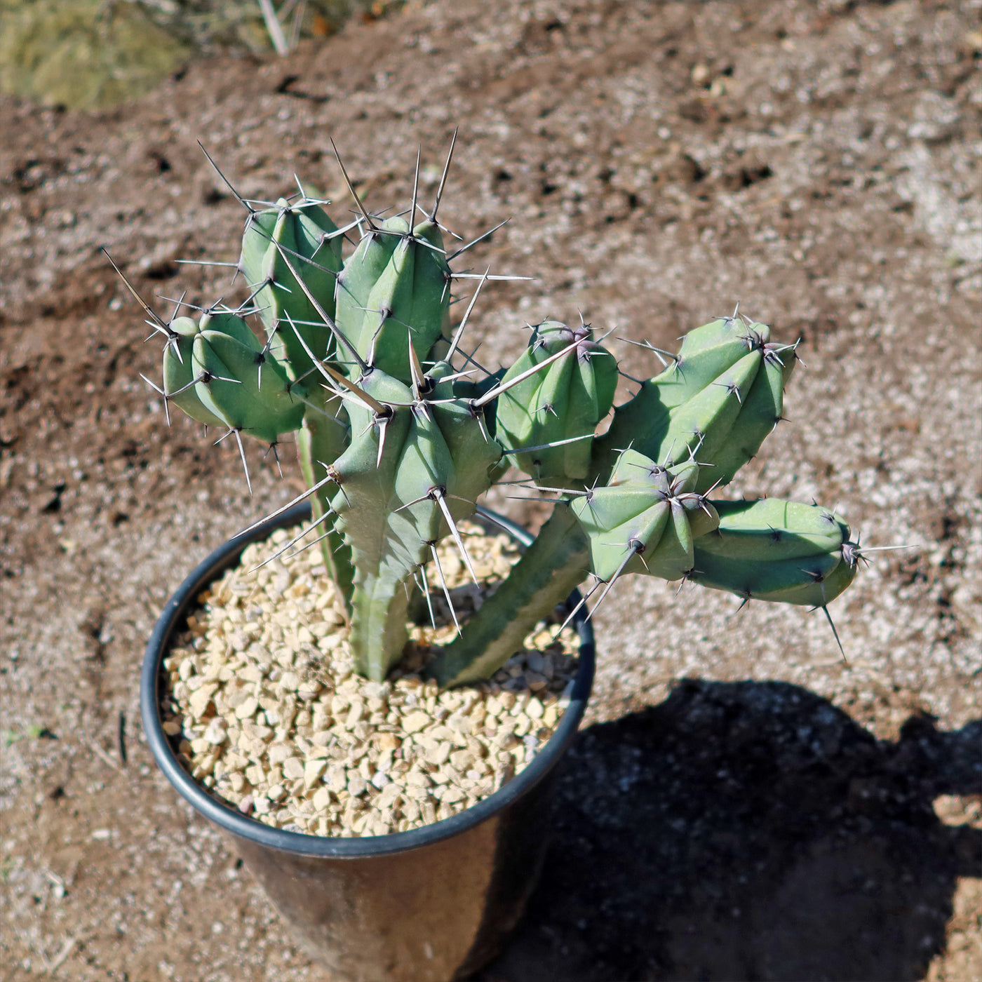 Blue Myrtle Cactus - Myrtillocactus geometrizans