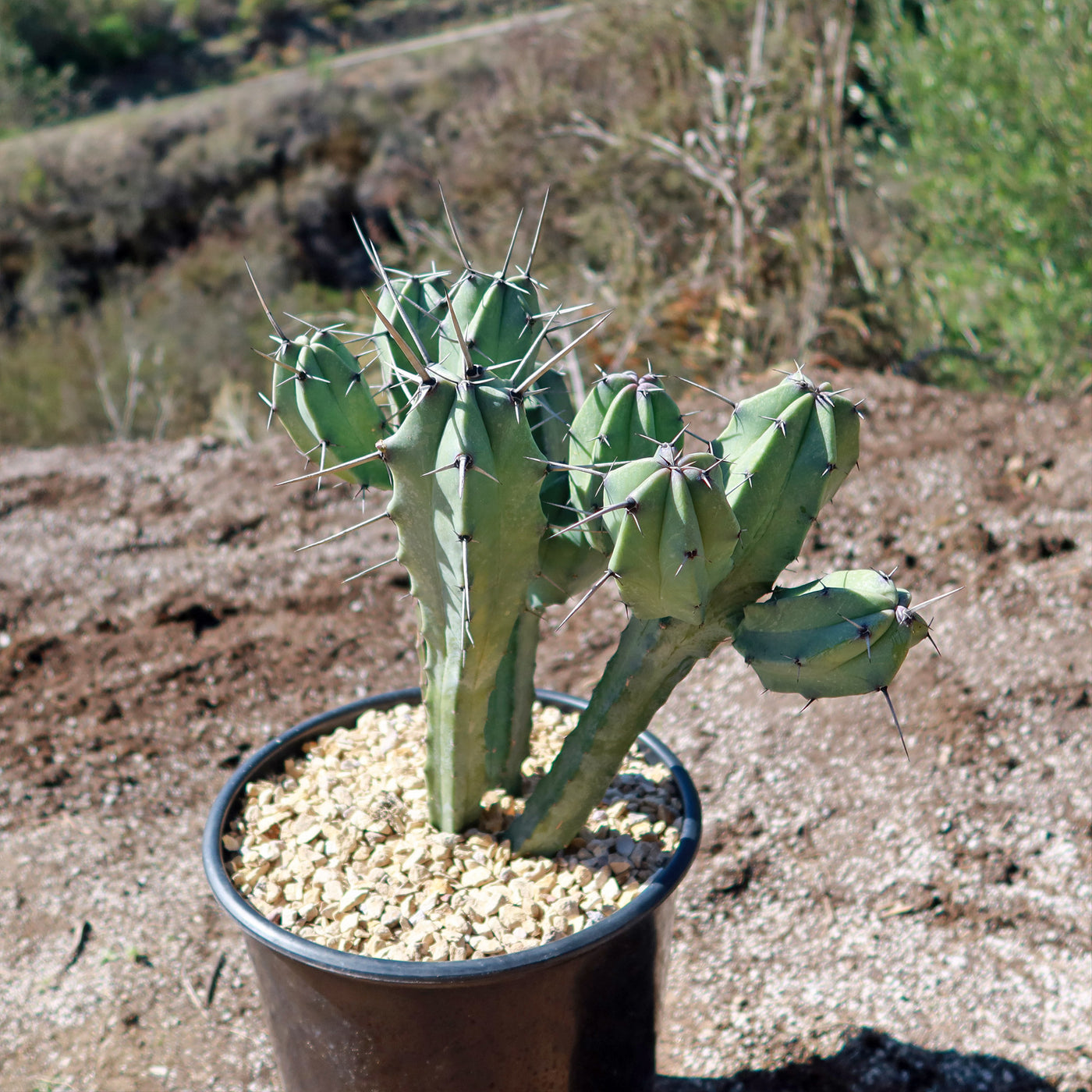 Blue Myrtle Cactus - Myrtillocactus geometrizans