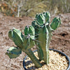 Blue Myrtle Cactus - Myrtillocactus geometrizans