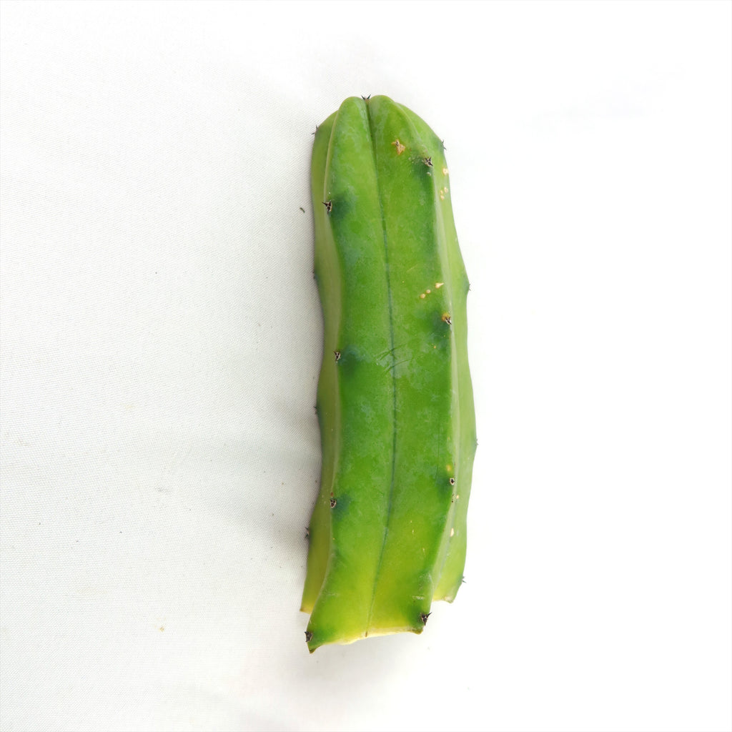 Myrtillocactus geometrizans Cutting