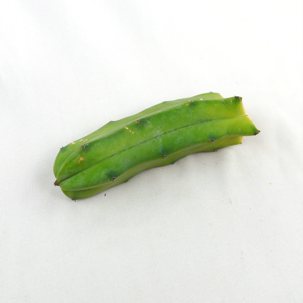 Myrtillocactus geometrizans Cutting