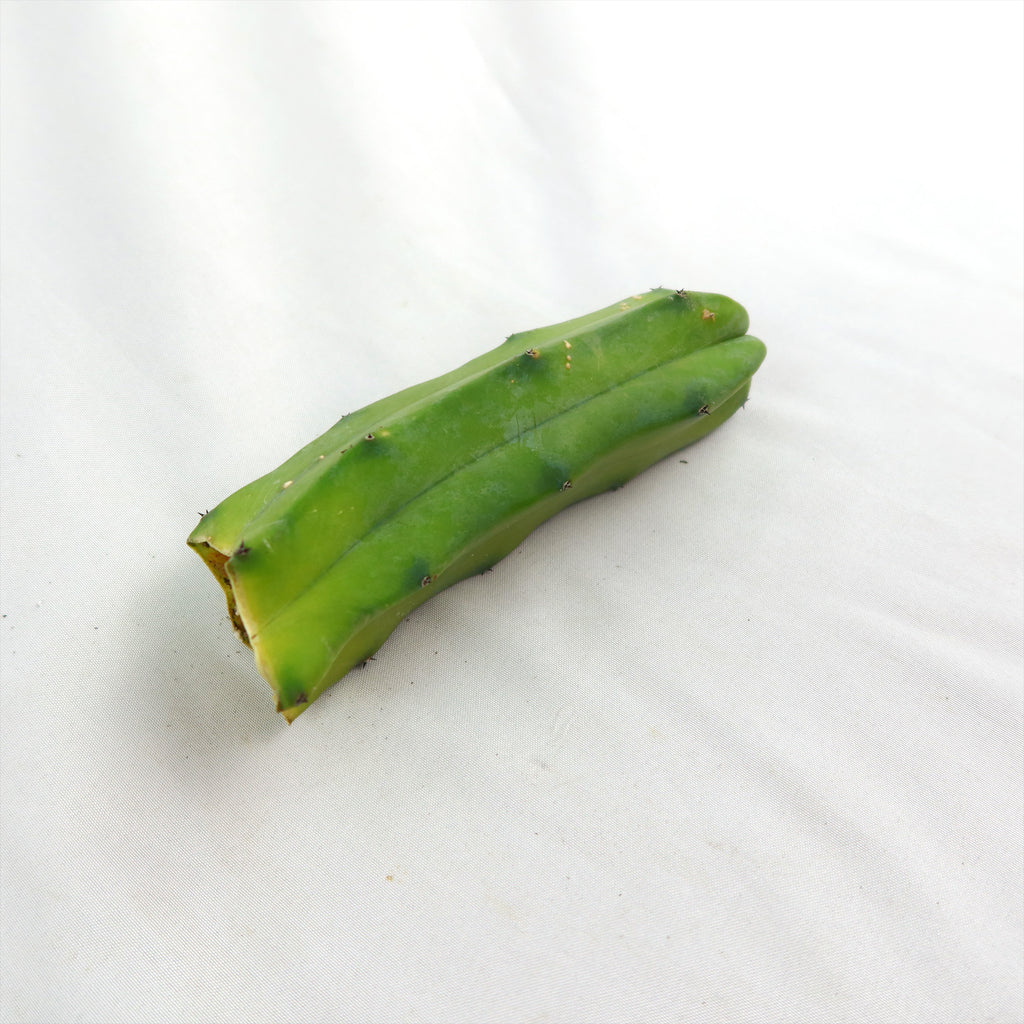 Myrtillocactus geometrizans Cutting