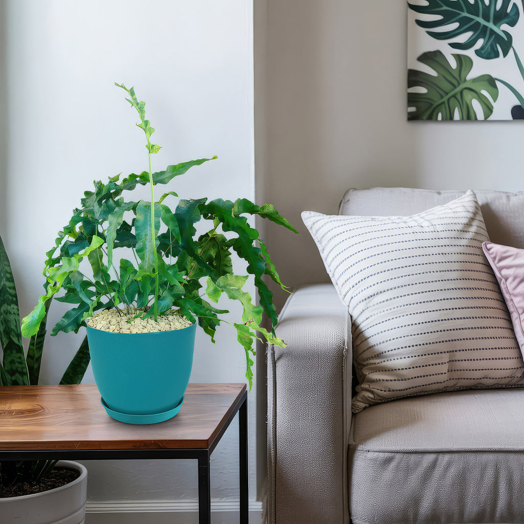 Blue Star Fern ‘Phlebodium aureum’