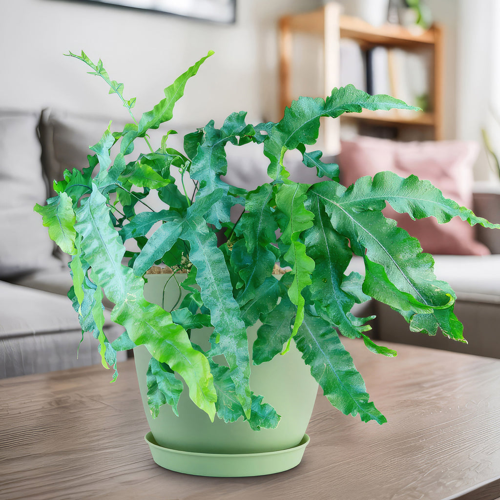 Blue Star Fern ‘Phlebodium aureum’