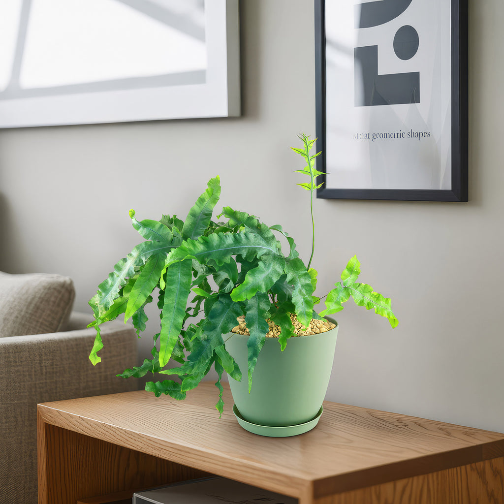 Blue Star Fern ‘Phlebodium aureum’