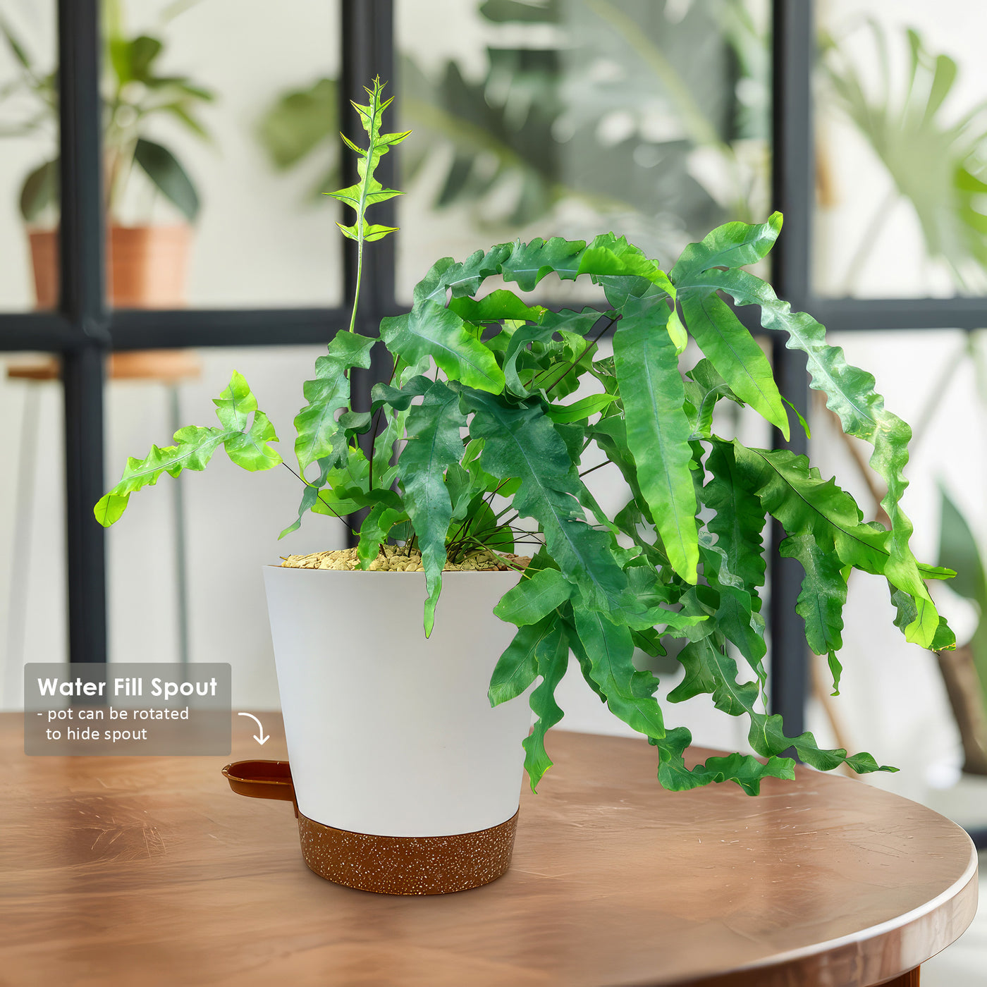 plant stand indoor nearby Halstein main image 0