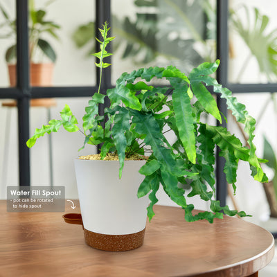 is blue star fern toxic to cats Blue Star Fern ‘Phlebodium aureum’