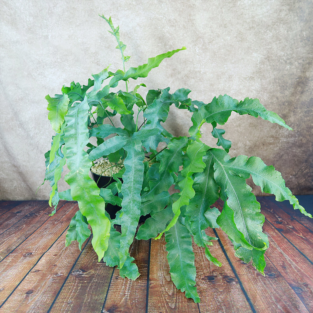 Blue Star Fern ‘Phlebodium aureum’