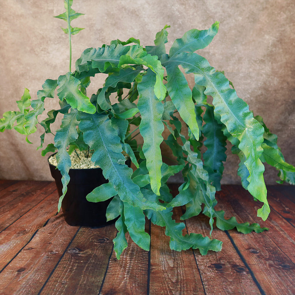 Blue Star Fern ‘Phlebodium aureum’