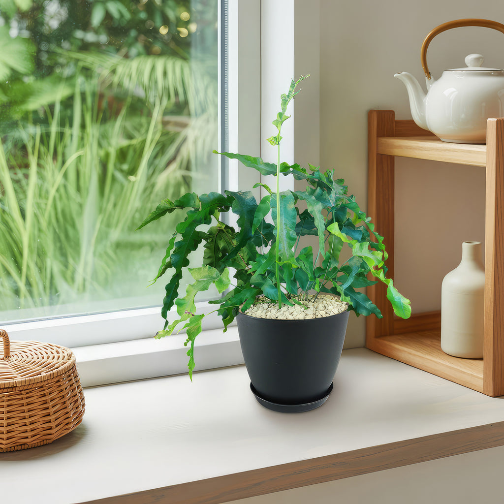 Blue Star Fern ‘Phlebodium aureum’