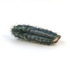 Blue Torch Cactus Cutting with blue-green stem, vertical ridges, white tufts, and yellow spines resting on a white background.