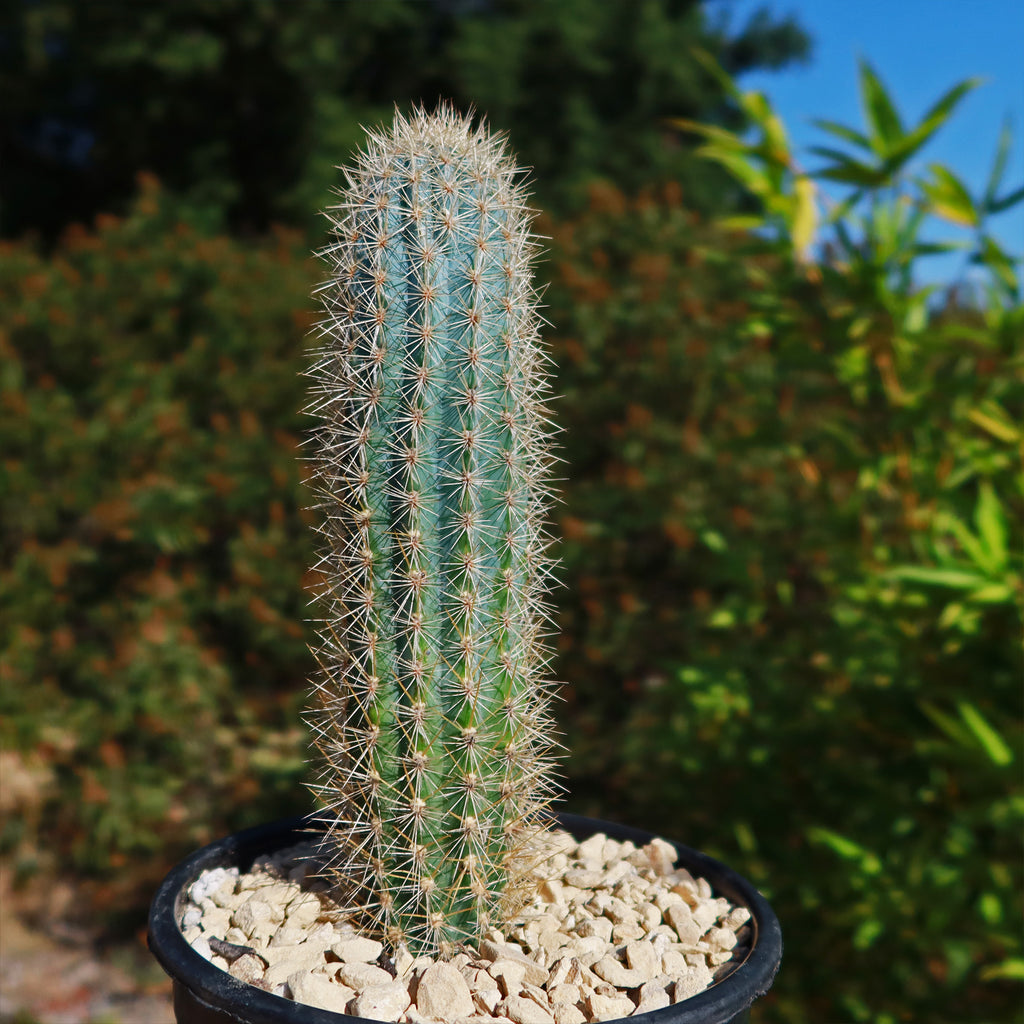 Pilosocereus calcisaxicolus