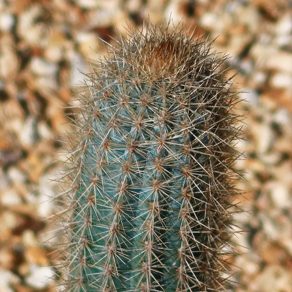 Pilosocereus calcisaxicolus