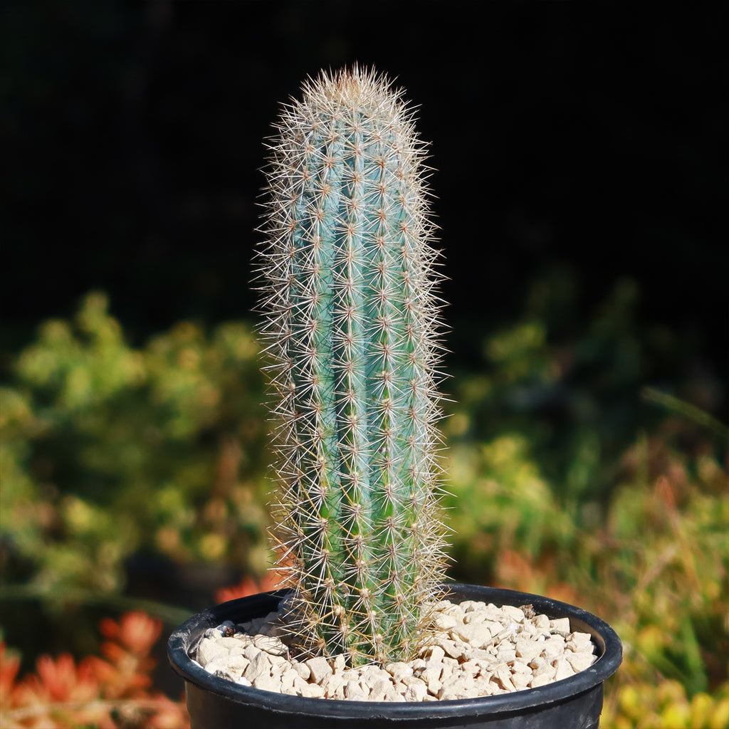 Pilosocereus calcisaxicolus