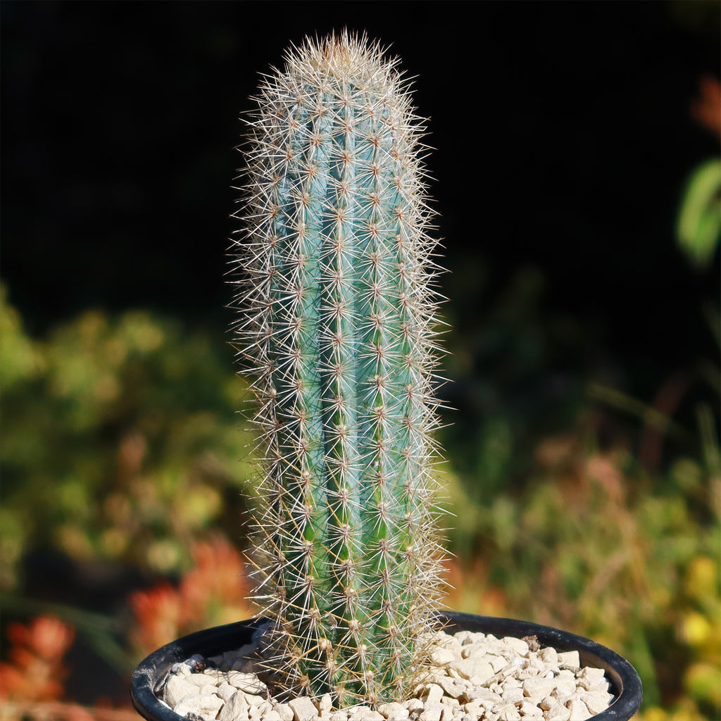 Pilosocereus calcisaxicolus