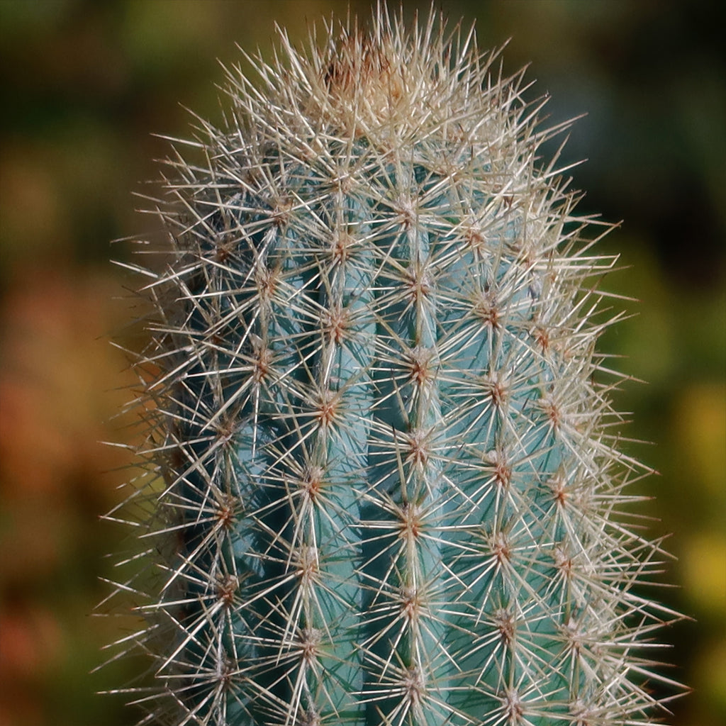 Pilosocereus calcisaxicolus